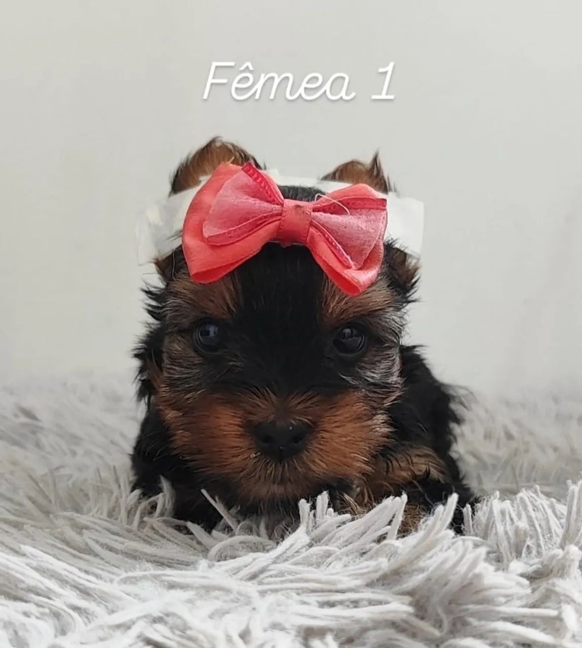 Yorkshire Terrier Micro  - Foto 2