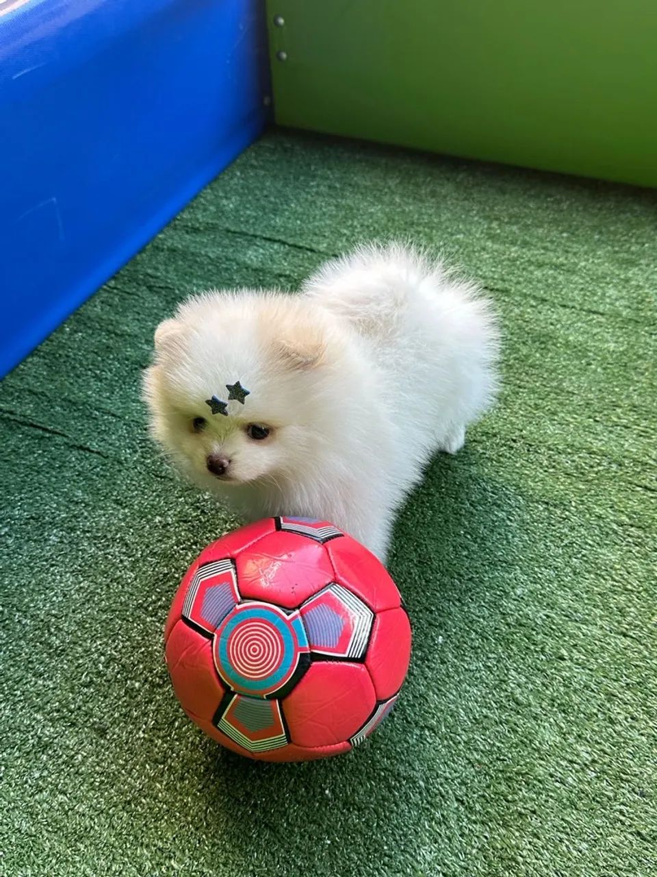 Filhote de Pomeranian - Lulu da pomerania minúsculo  - Foto 2