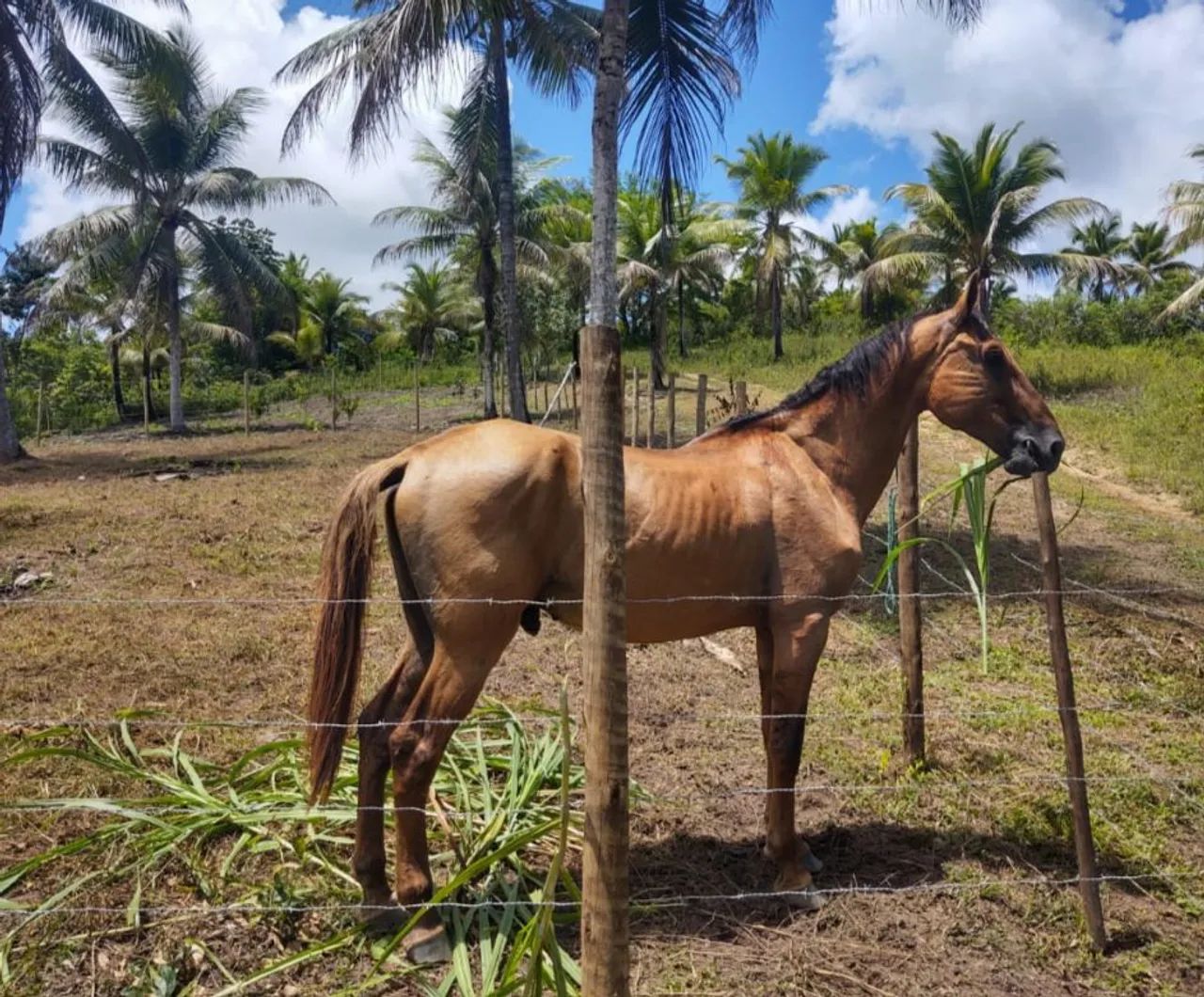 Garanhão Campolina - Foto 4