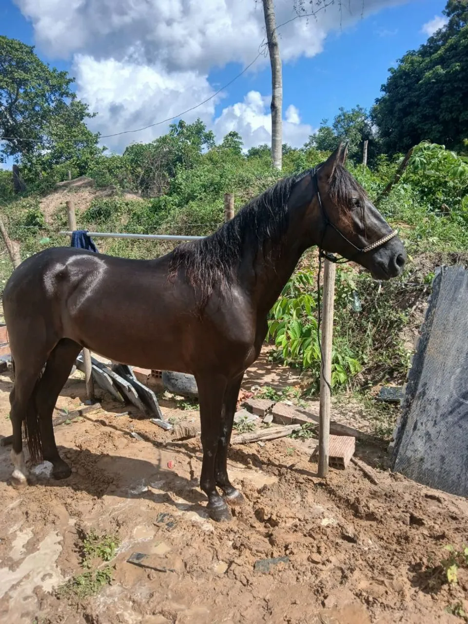 Cavalo Mangalarga Marchador - 4 anos