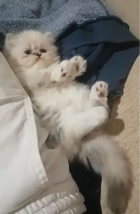 Gatinho Persa  - Foto 2