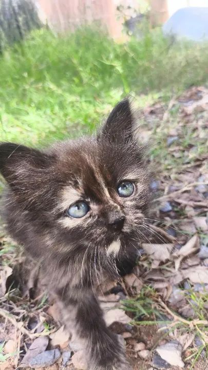 Persa mestiço (British long hair)