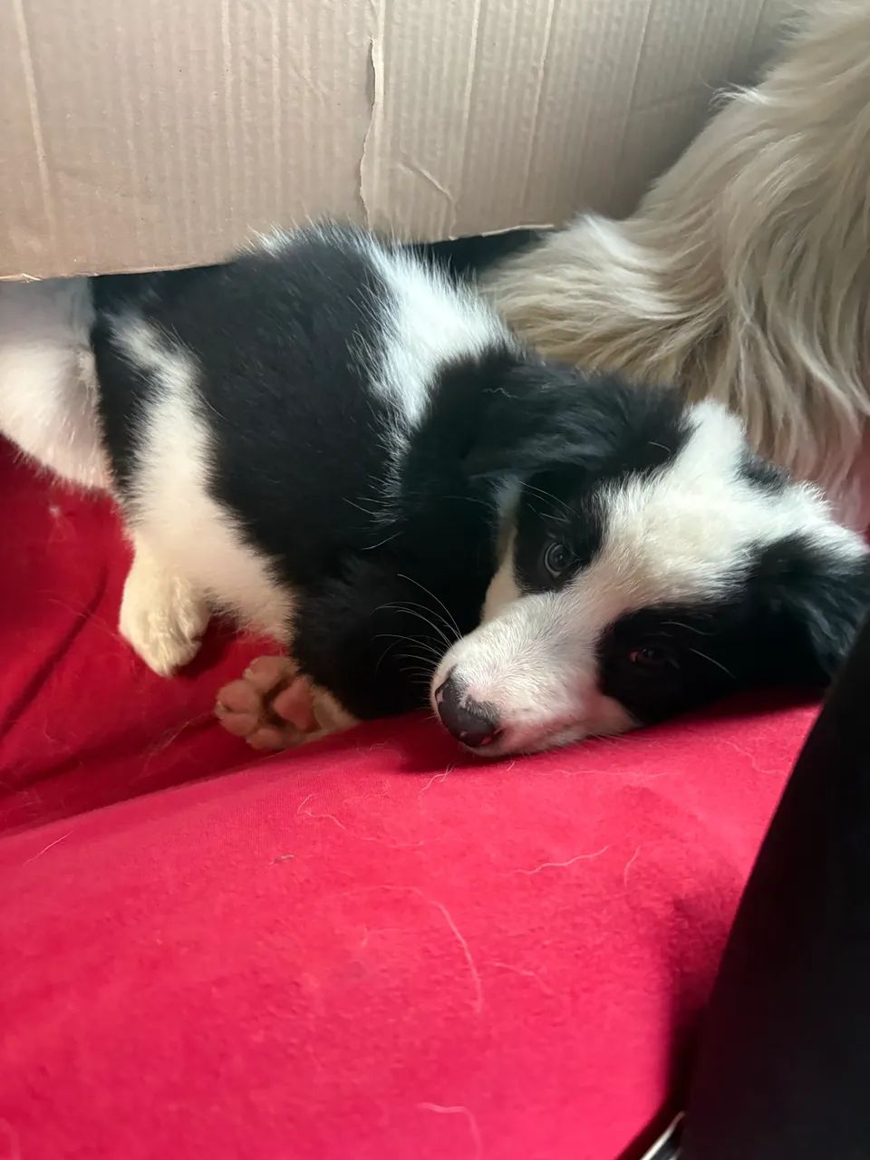 Border collie filhote  - Foto 2