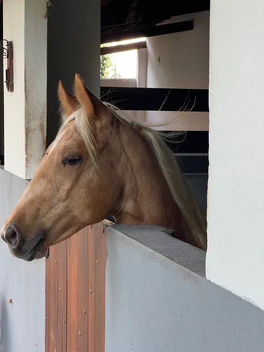 Potra Quarto de Milha Pura!  - Foto 2