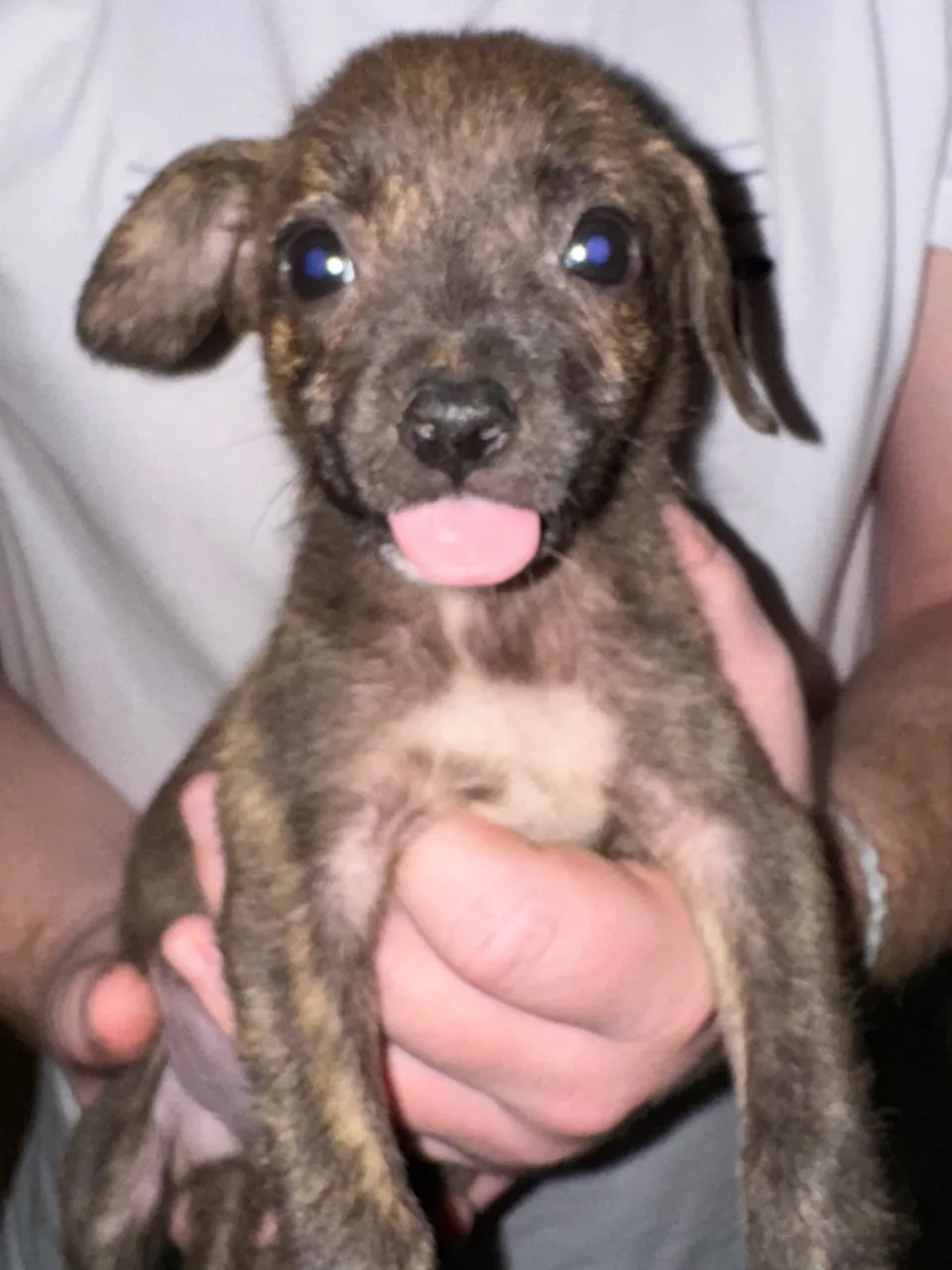 Filhotes de cachorro charmoso para adoção