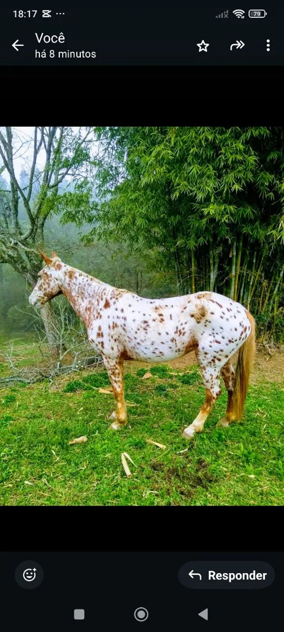 Égua Appaloosa