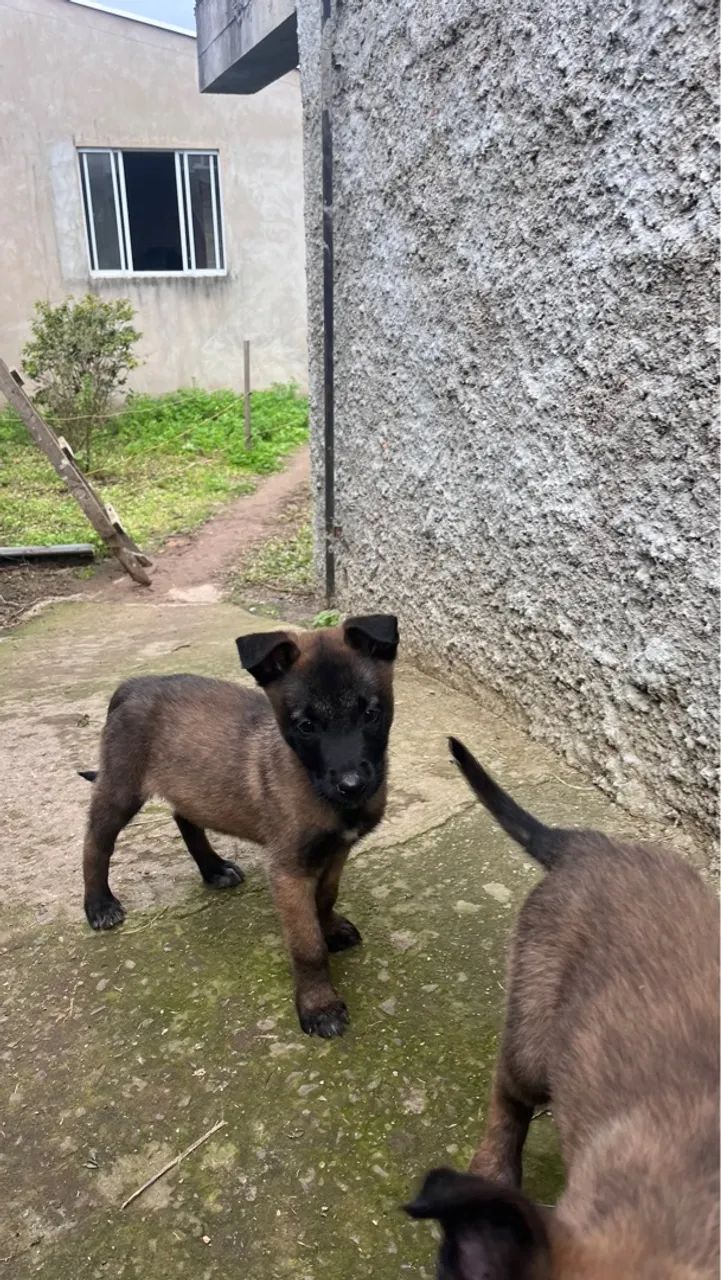 Filhote de Pastor Belga Malinois - Foto 4