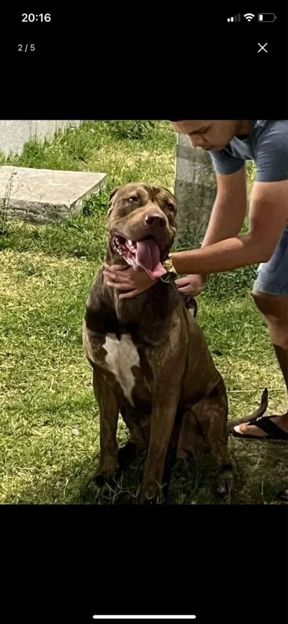 Pitbull forte e musculoso em busca de uma namorada  - Foto 3