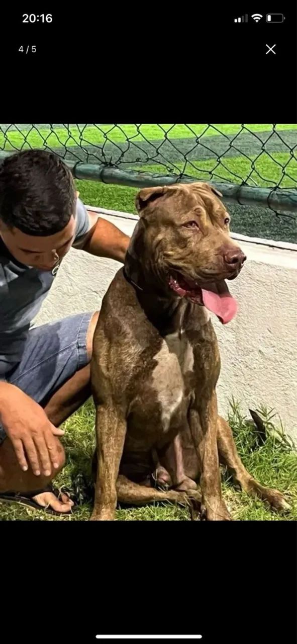 Pitbull forte e musculoso em busca de uma namorada  - Foto 2