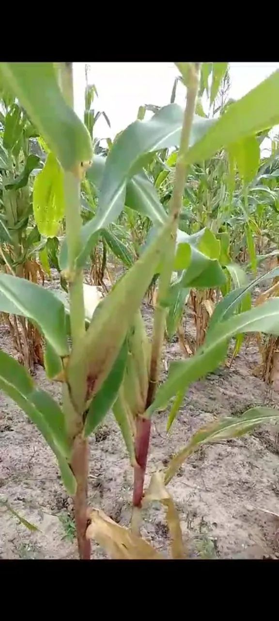 12 tarefas+ casa avenda  - Foto 2