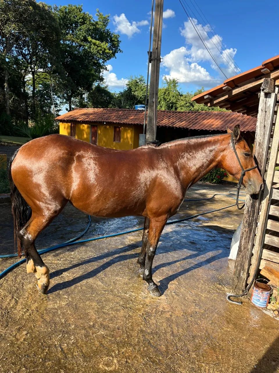 Égua MM filha de cavalo registrado  - Foto 4