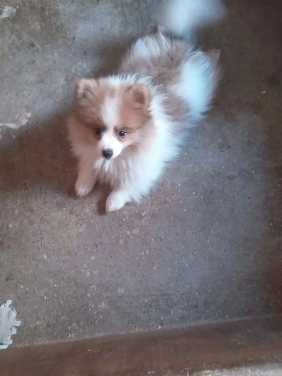 Filhote de Spitz Alemão - Foto 2