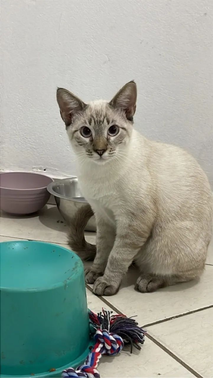 Gatinho macho para adoção 