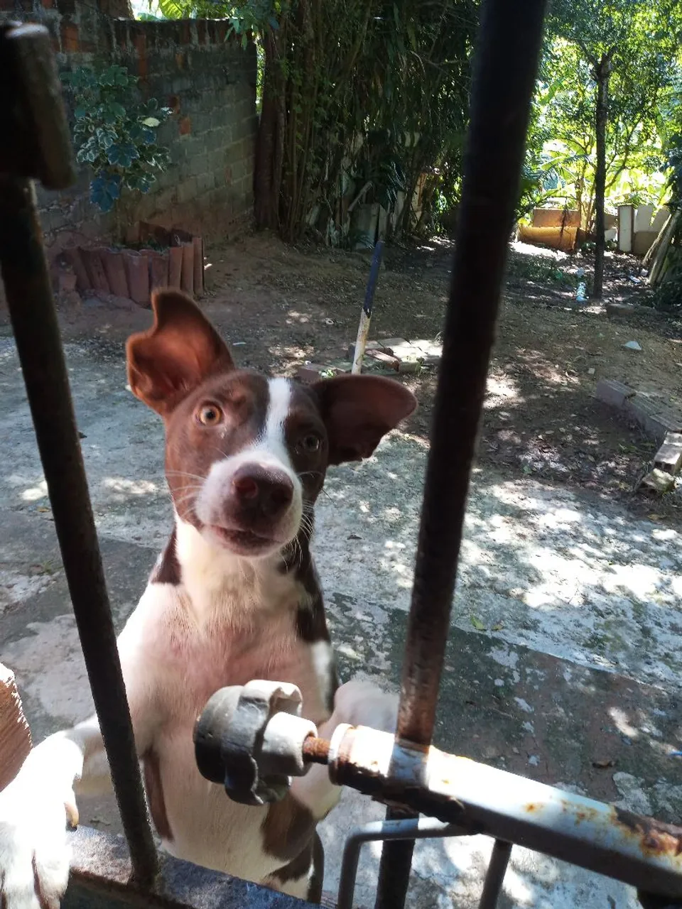 Cachorro para adoção
