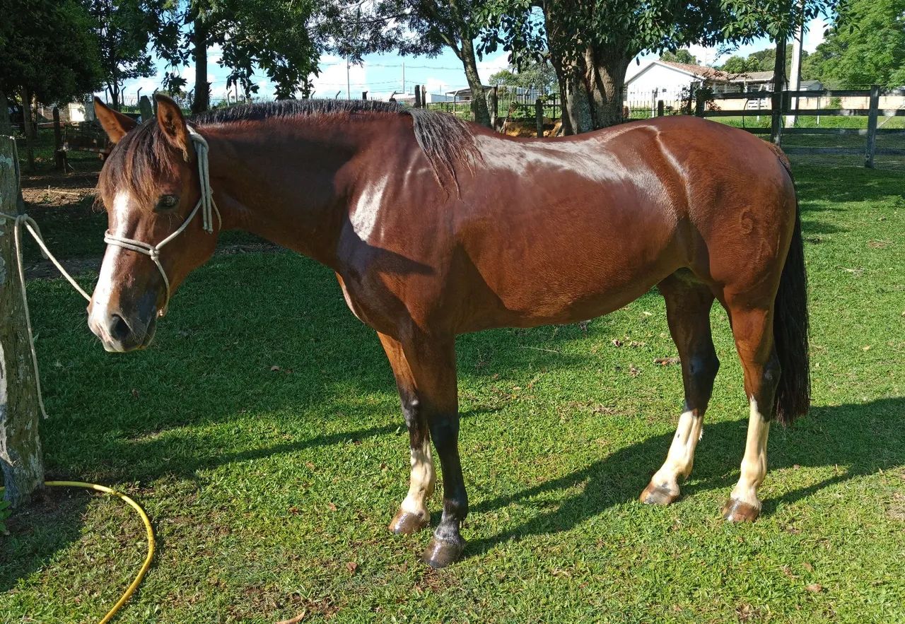 Égua Crioula - Foto 5