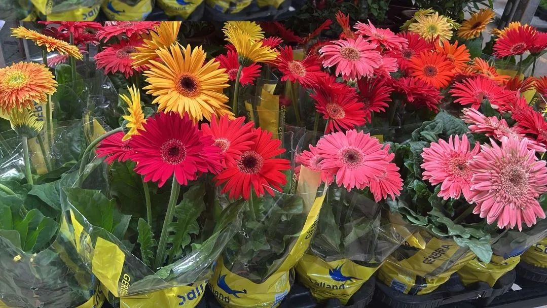 Sua próxima planta favorita está aqui... Quer descobrir qual?  - Foto 6