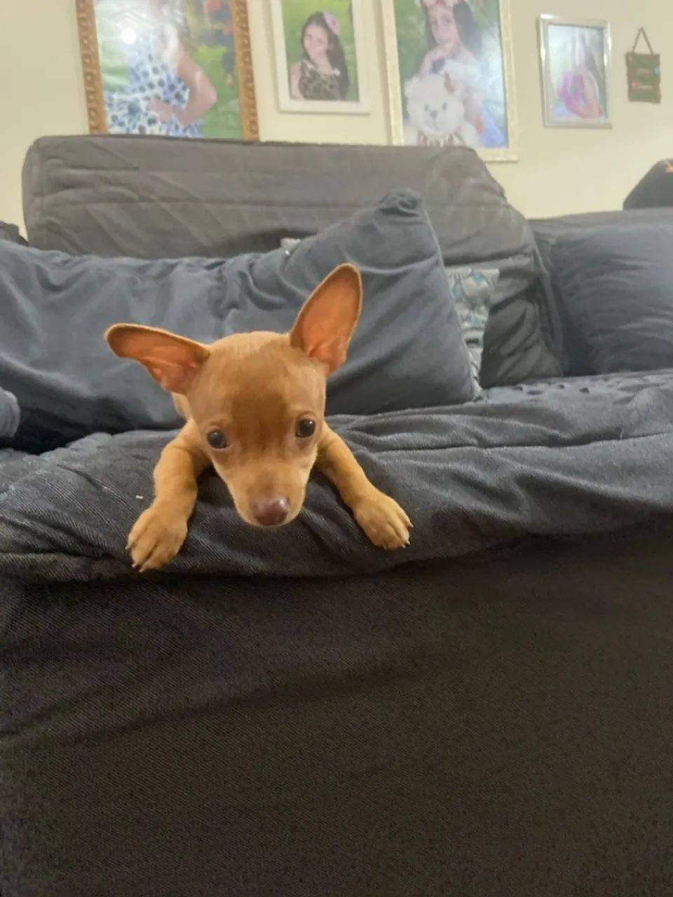 Filhote de pinscher - Foto 2