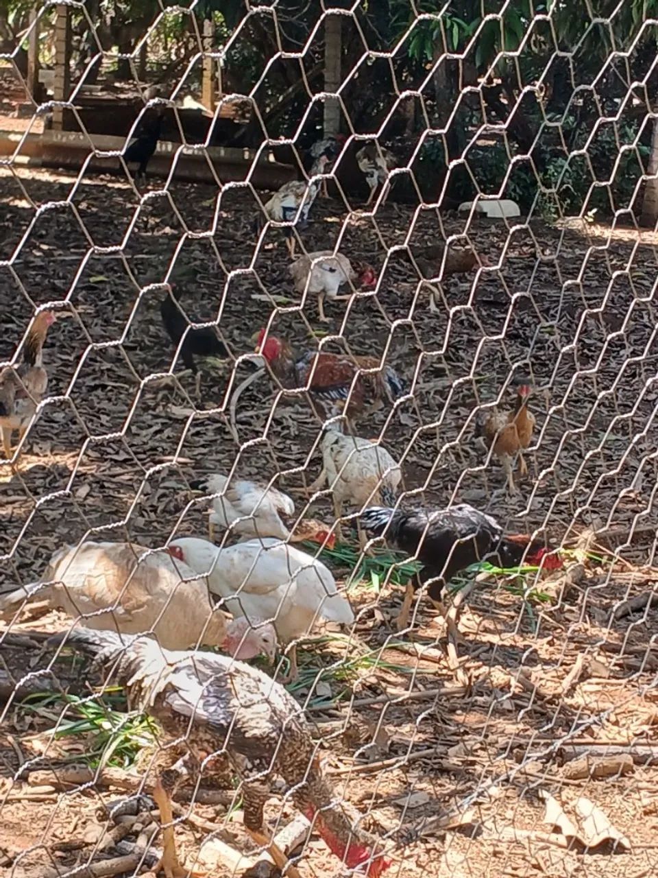 Vende-se galos gigante e perua fêmea  - Foto 3