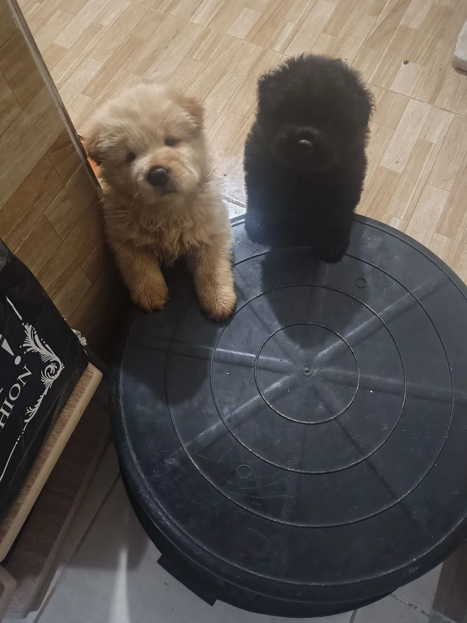 Cachorro Chow chow