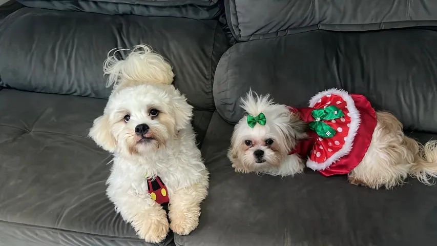 Doação de cachorro fêmea e macho lhasa apso