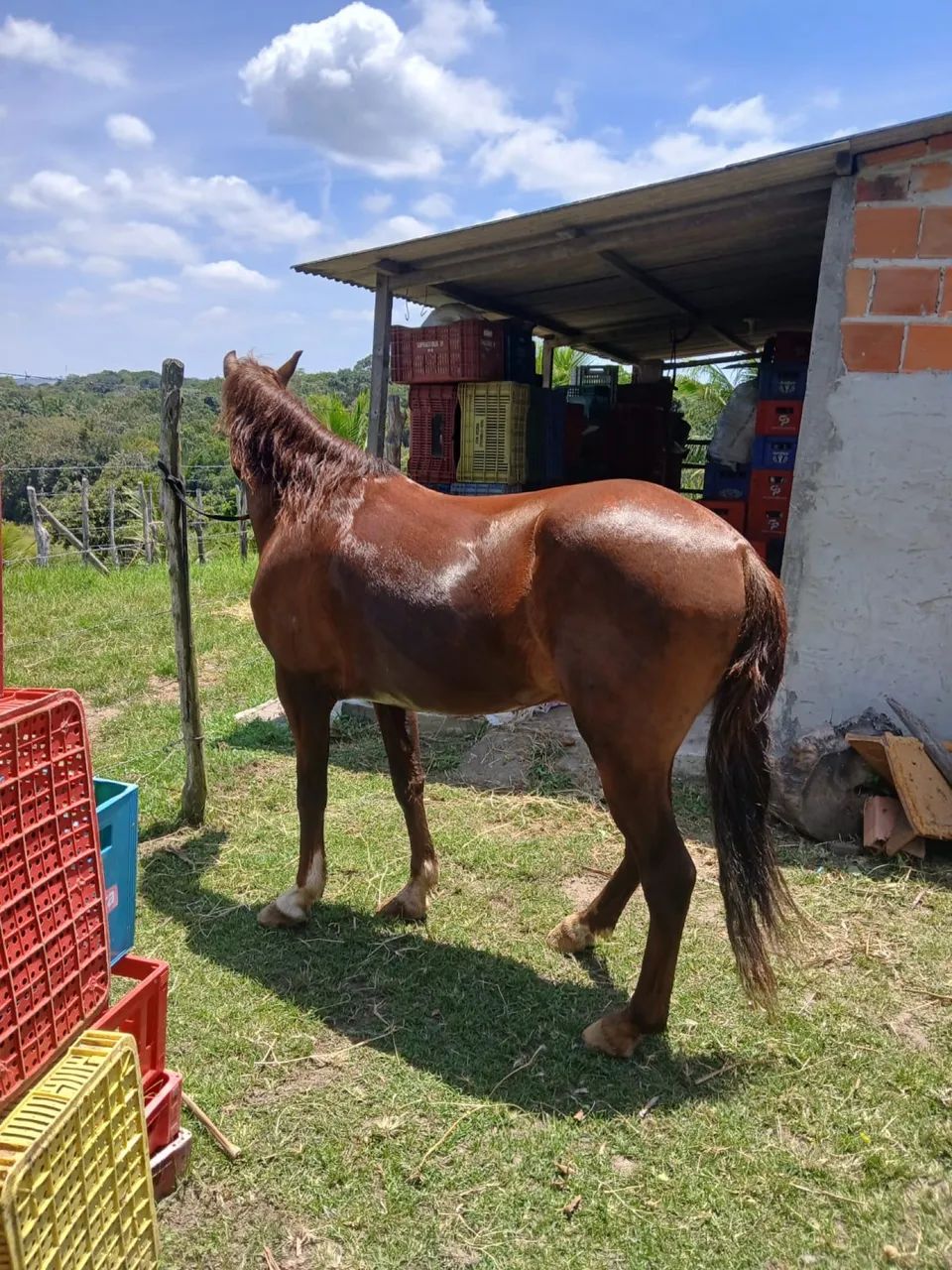 Cavalo novo pra vender logo místico mangalarga  - Foto 2