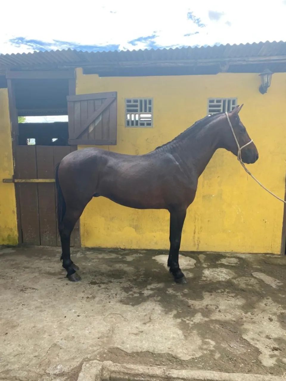 Cavalo Garanhão Mangalarga Machador TOP 4 Anos  - Foto 5