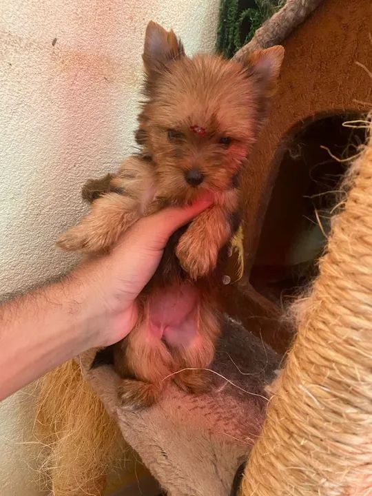 Yorkshire Terrier filhote - Foto 2