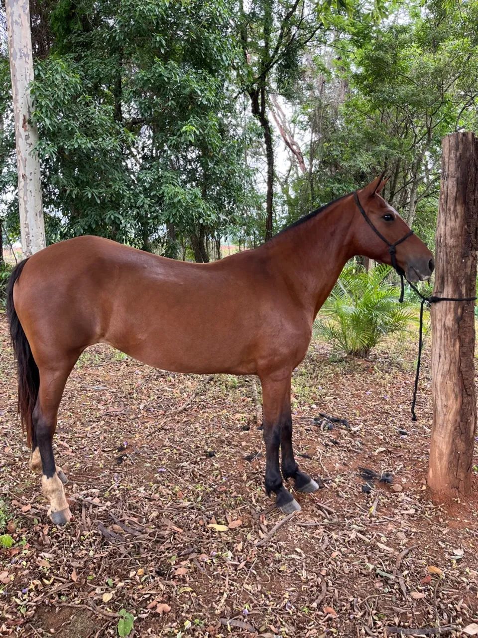 Égua MM filha de cavalo registrado  - Foto 5