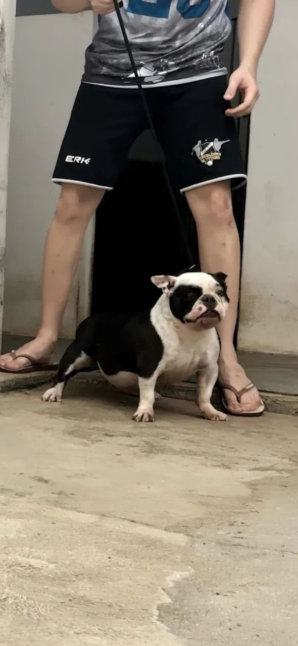 American bully