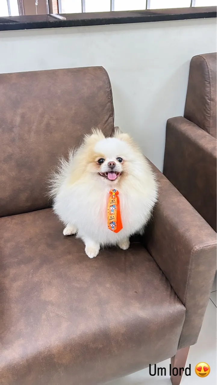 IMPERDÍVEL Lulu da pomerânia adulto