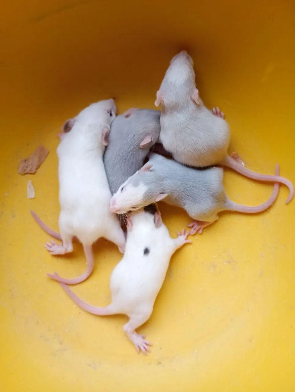 Rato Twister  - Foto 2