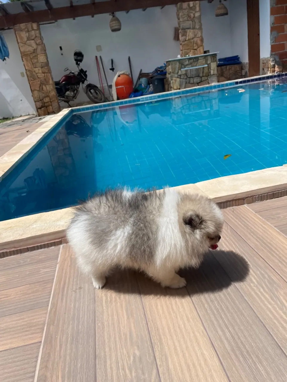 Filhote de Spitz Alemão anao