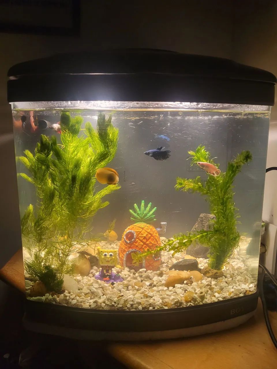 Aquario boyu 50 litros completo  - Foto 5