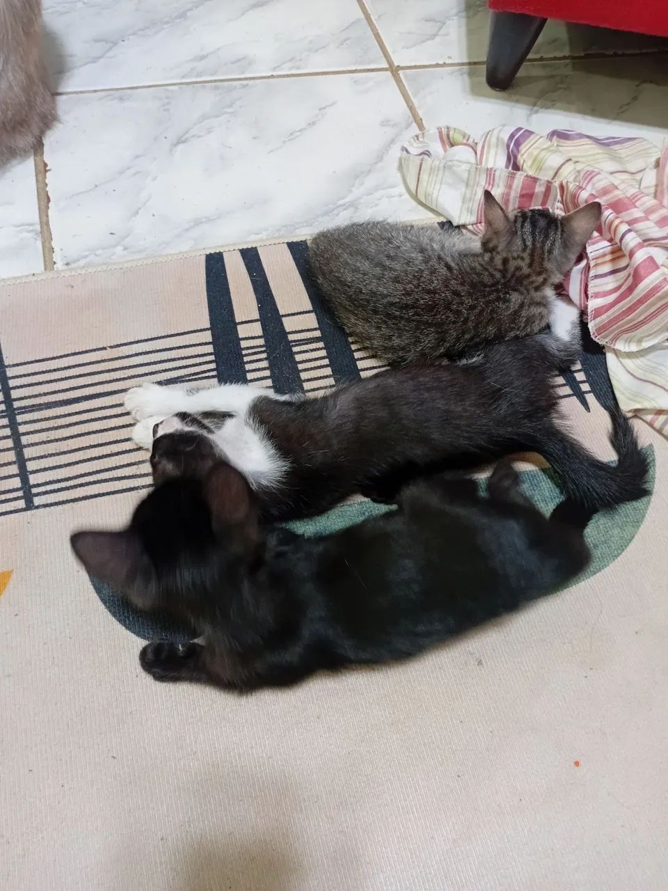 Três gatos machos disponíveis pra adoção são Três gatos machos  - Foto 5