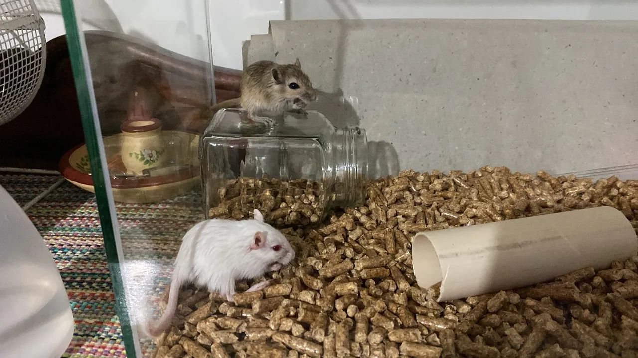 Gerbil mansos