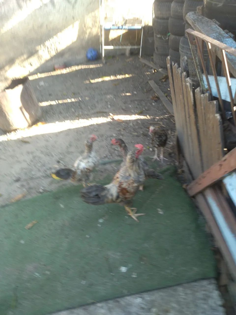 Galos e galinhas  - Foto 2