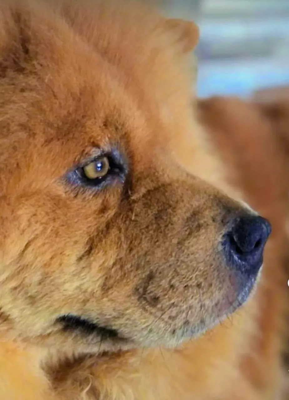 Procuro Chow Chow Macho com 6 A 8 Anos Para Acasalar Com Chow Chow Fêmea de 6 anos