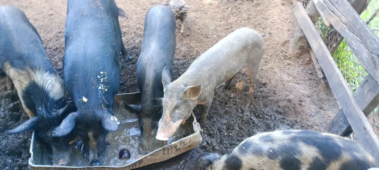 Porcos para venda  - Foto 3