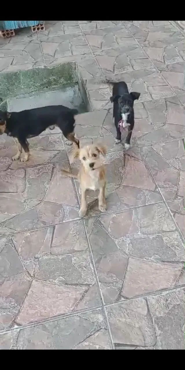 Filhotes de cachorro para adoção