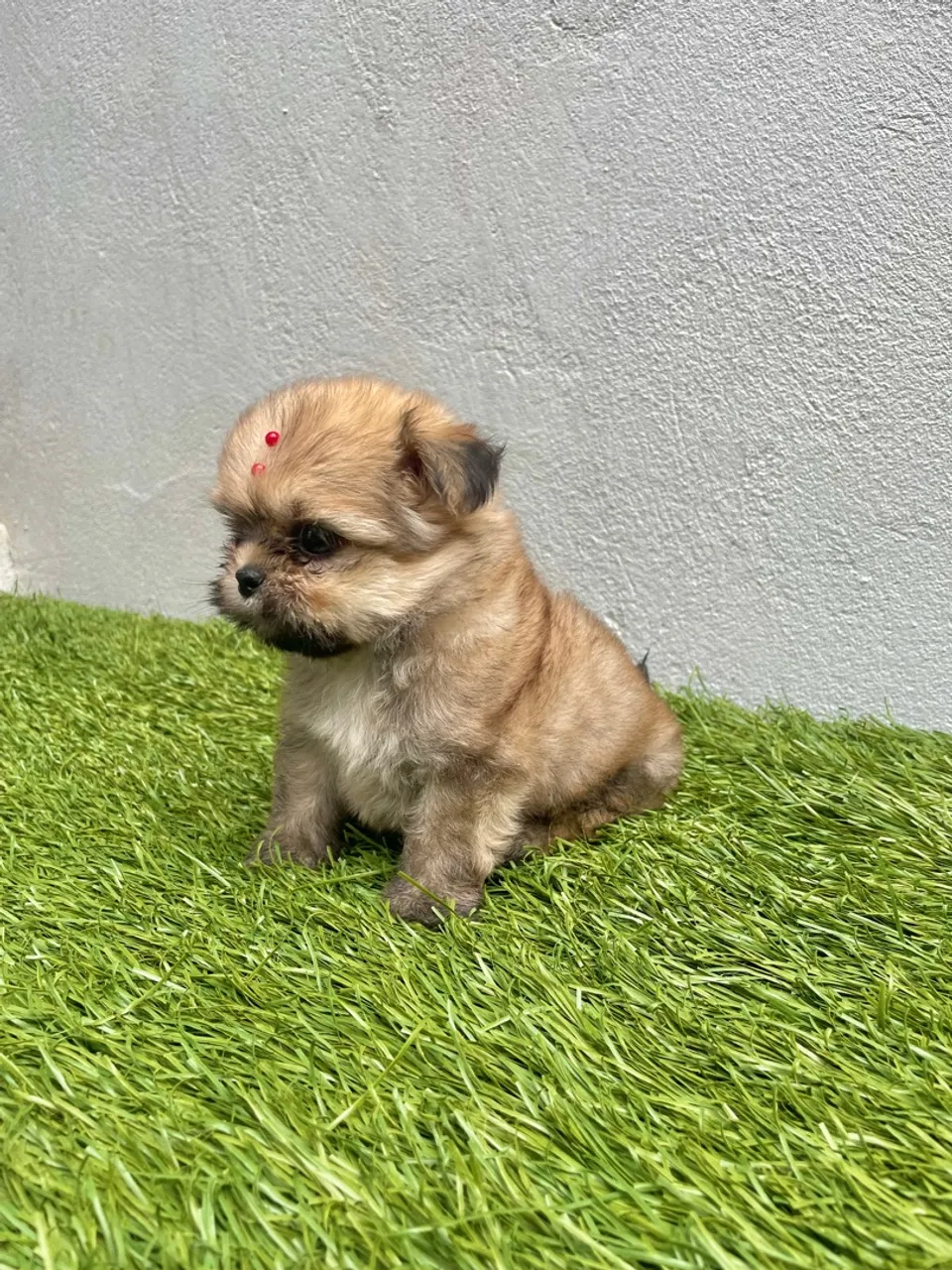 Shih tzu Fêmea
