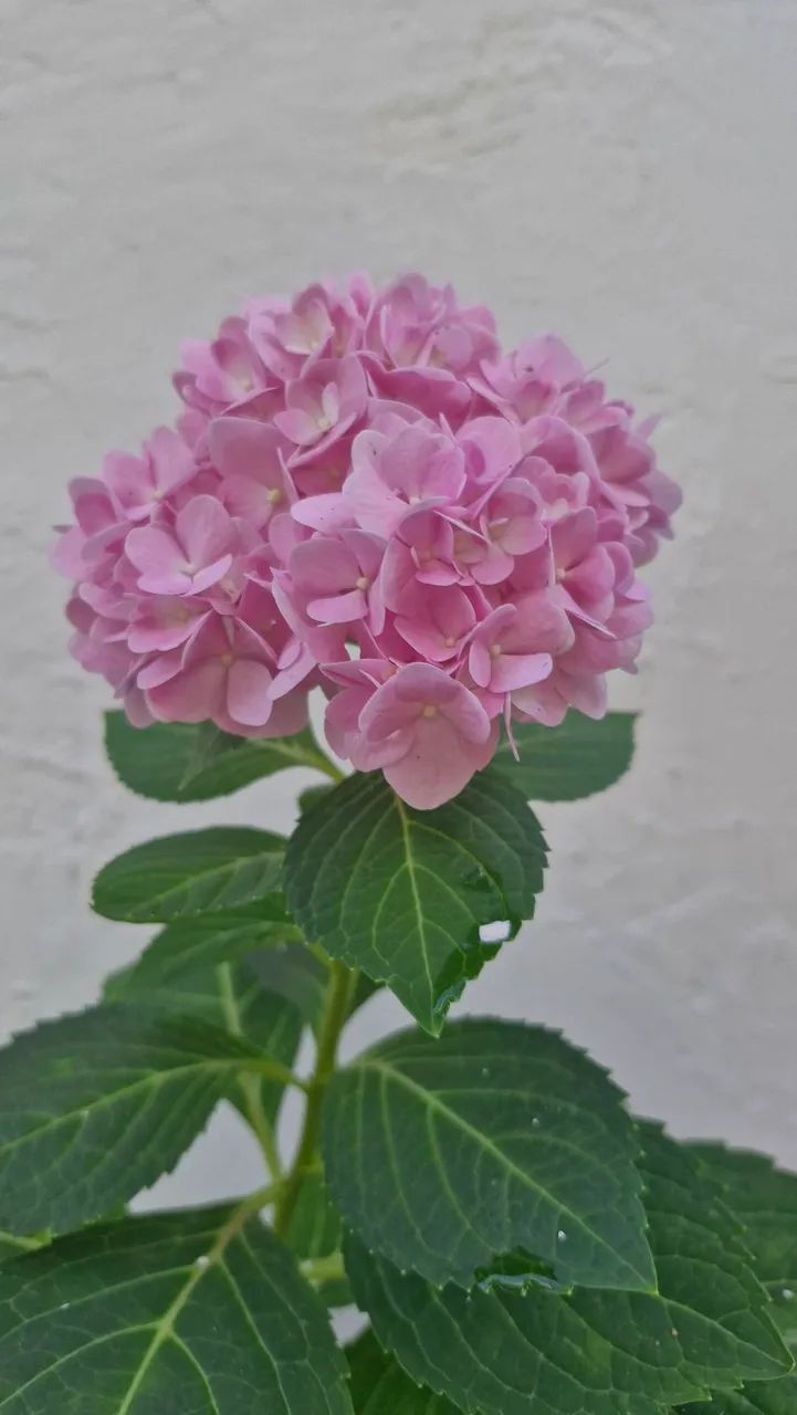 Planta Hortênsia Rosa - Foto 4