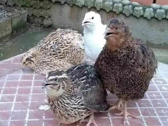 Pintinhos e ovos galados de codorna gigante 