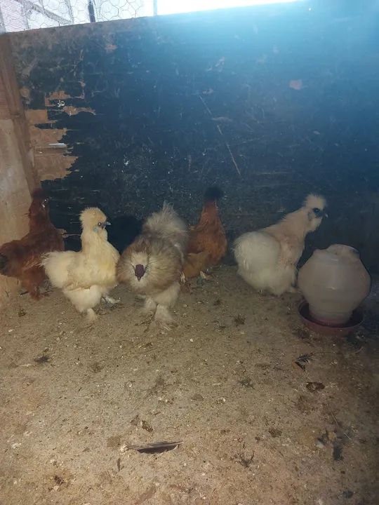 Galinha sedosa do Japão 