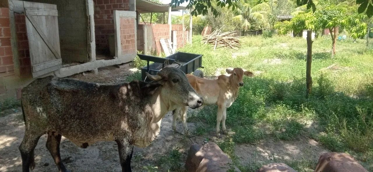 Vendo vaca mestiça com bezerro nelore  