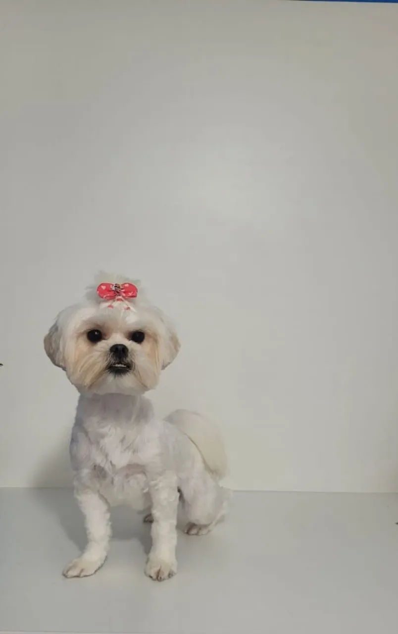 Shih Tzu