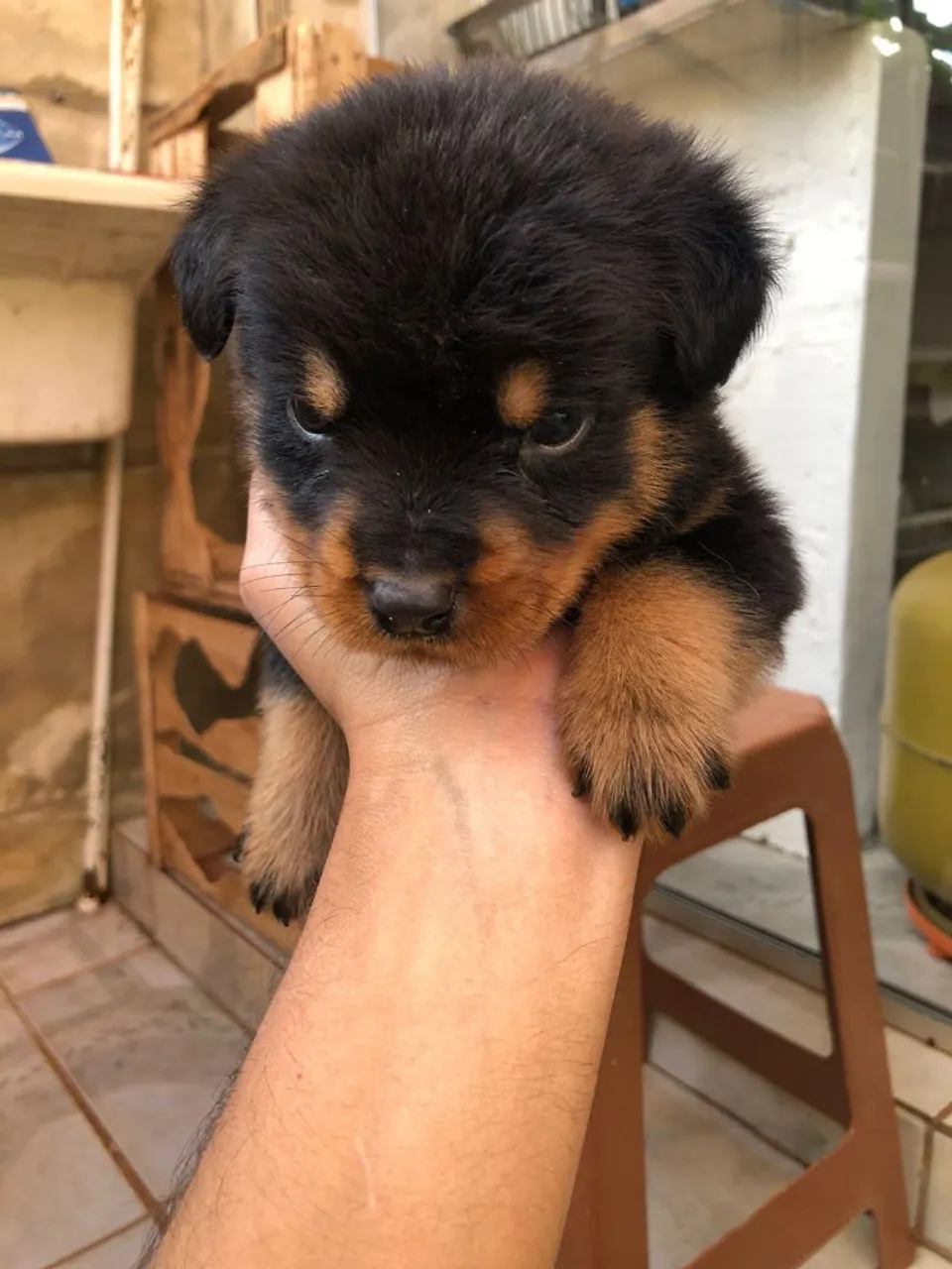 Filhote de Rottweiler - Puro Sangue