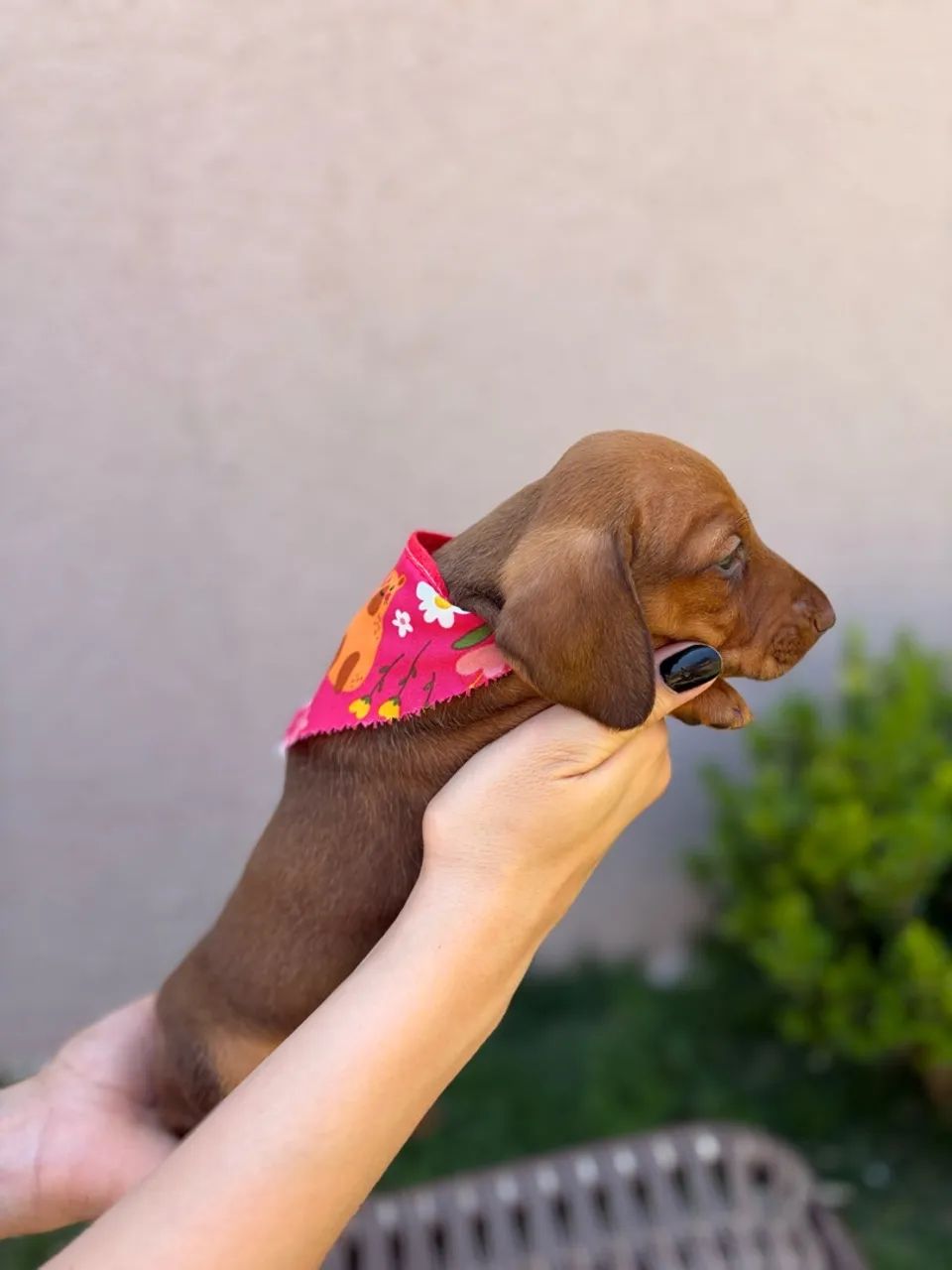 fêmea dachshund dourada 