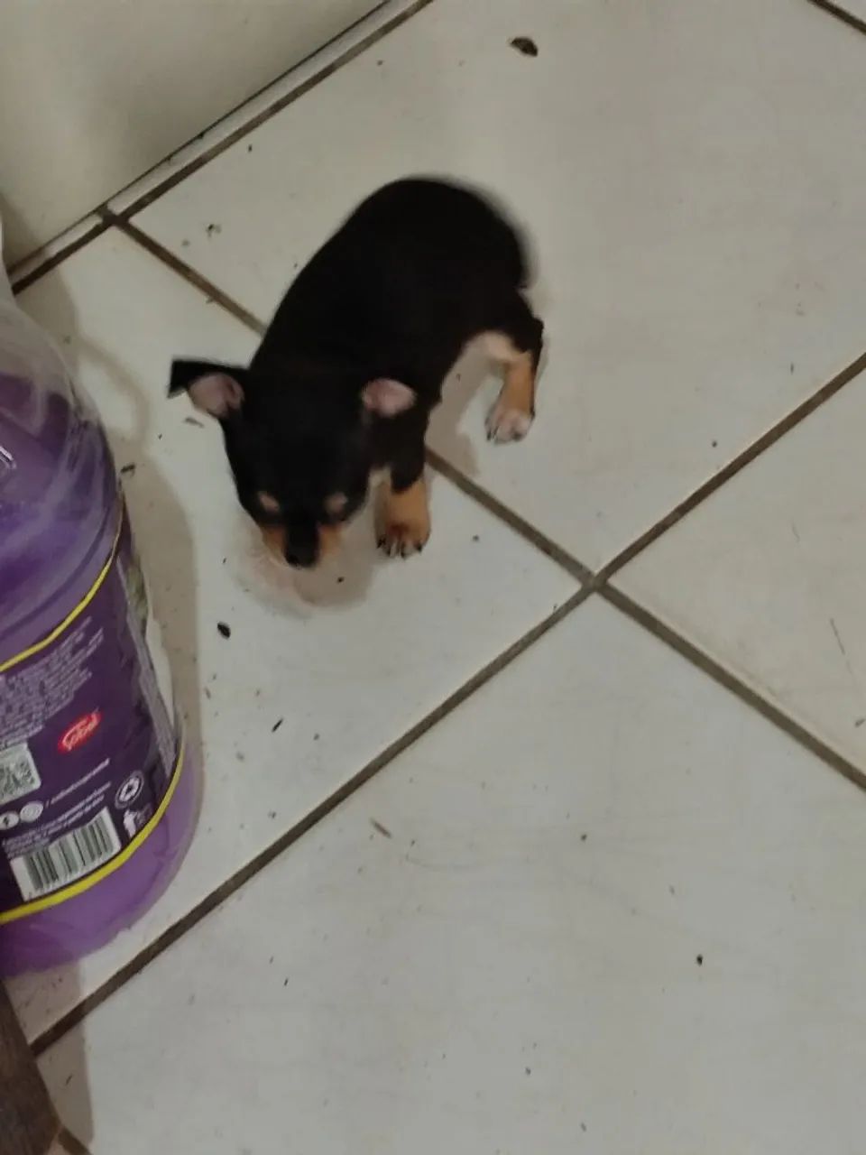 Animais de estimação  - Foto 3