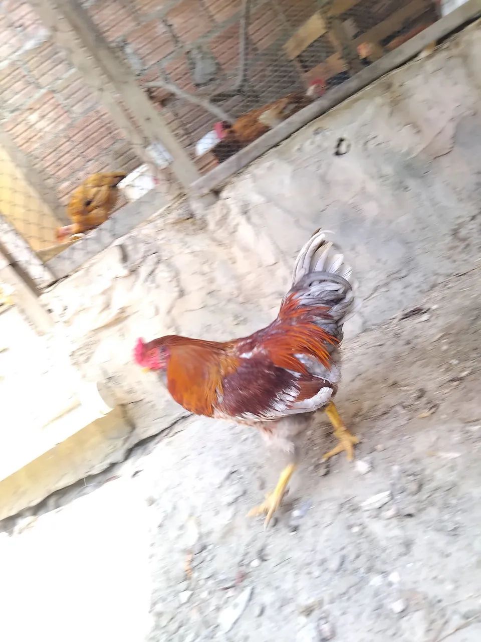 Galo  - Foto 2