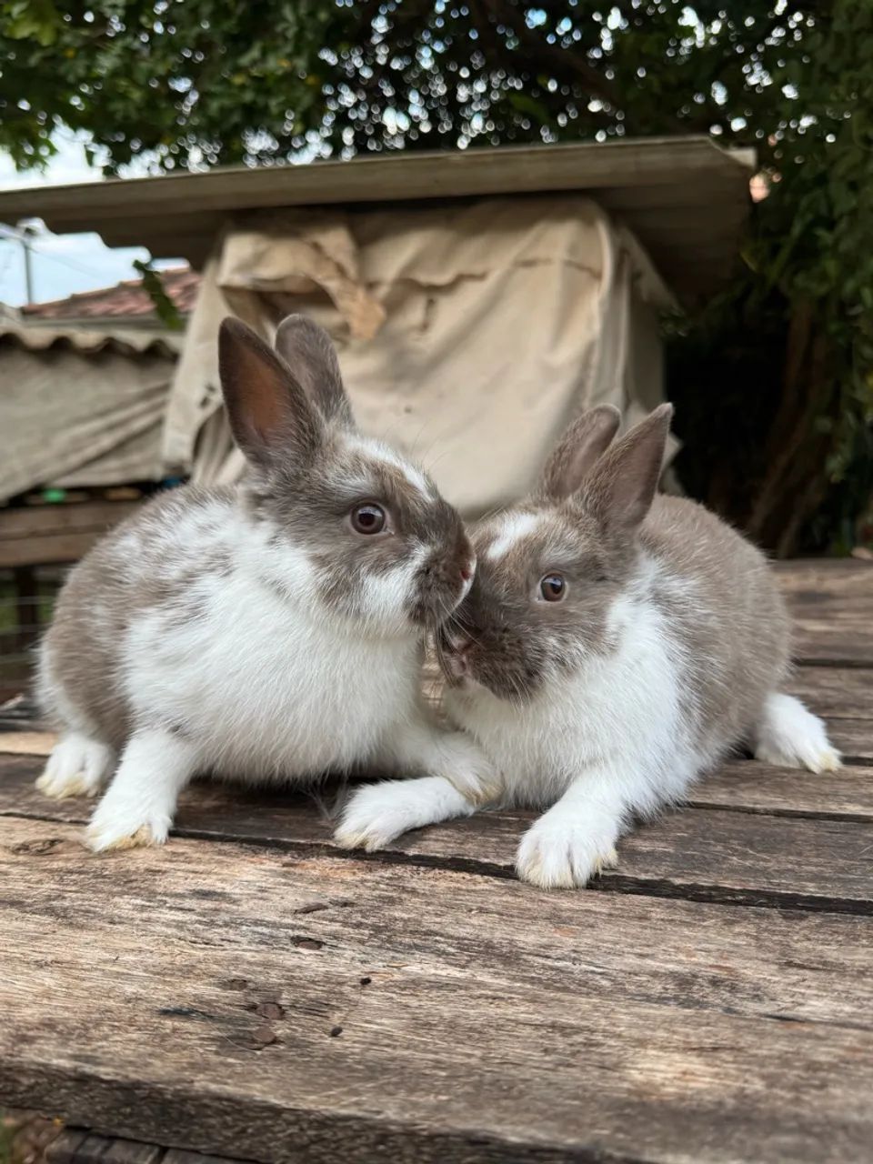 Coelho mini netherland dwarf  - Foto 2